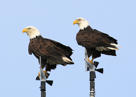Bald Eagles