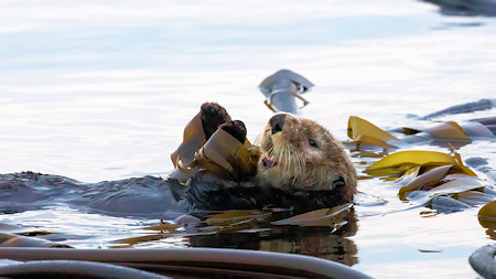 Sea Otter