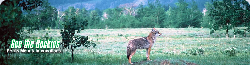 William A. Switzer Provincial Park, AB. Canadian Rockies